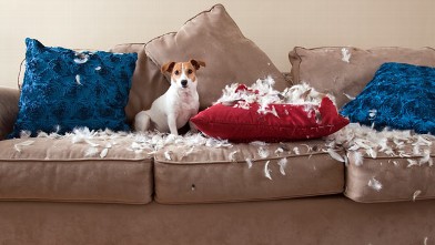 gty_dog_ruined_couch_jef_120213_wb